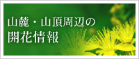 山麓・山頂周辺の開花情報